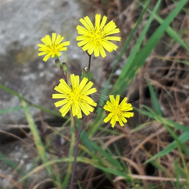 えつこ