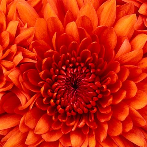 薔薇
