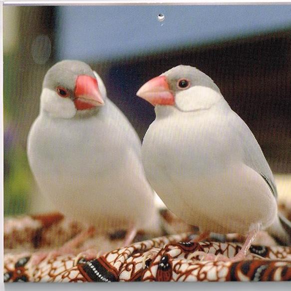 Card image cap